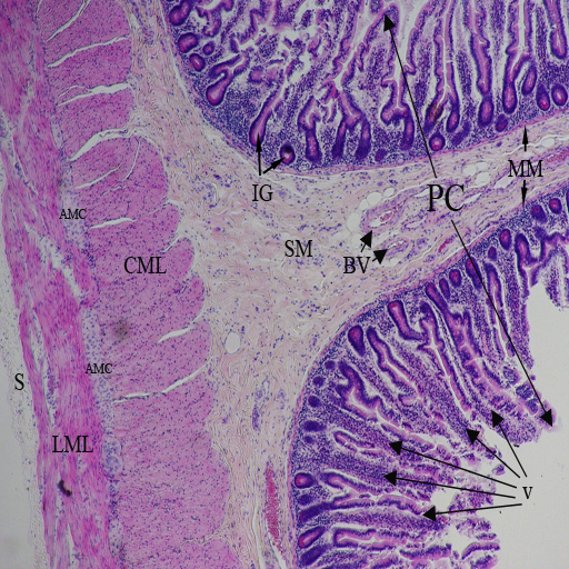 myenteric plexus histology