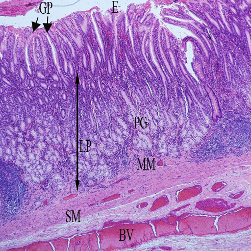 VMS Histology Atlas - Digestive Tract - Stomach - Pylorus