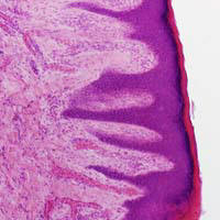VMS Histology Atlas - Digestive Tract - Lips