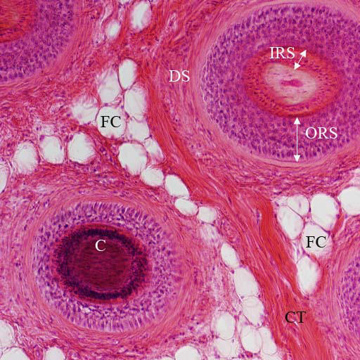 VMS - Histology Atlas - Skin